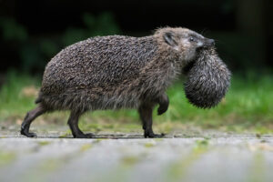 Eine Igelmutter transportiert ihr Jungtier in ein neues Versteck. Wahrscheinlich wurde sie am alten Ort gestört. © Biosphoto / Ronald Stiefelhagen Eine Igelmutter transportiert ihr Jungtier in ein neues Versteck. Wahrscheinlich wurde sie am alten Ort gestört. © Biosphoto / Ronald Stiefelhagen